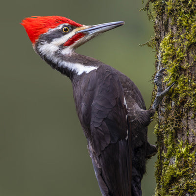 How To Attract Pileated Woodpeckers