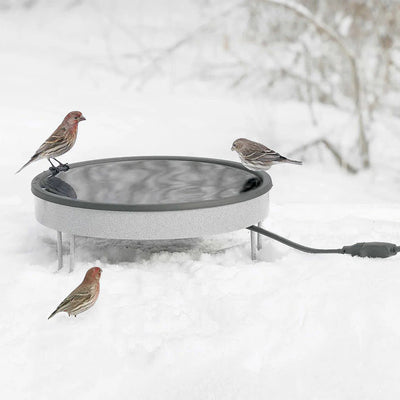 Winter is Coming: Do Birds Need a Heated Bird Bath?