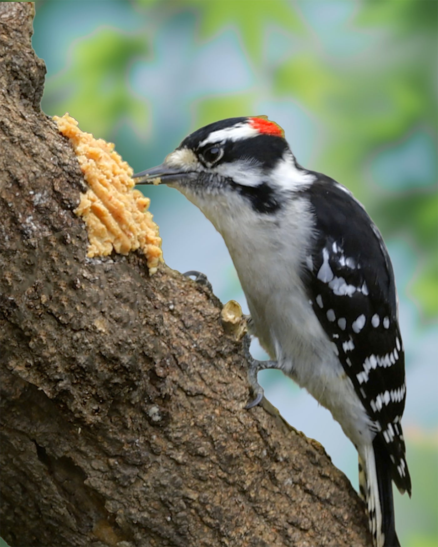 Birdzy Butter Spreadable Suet